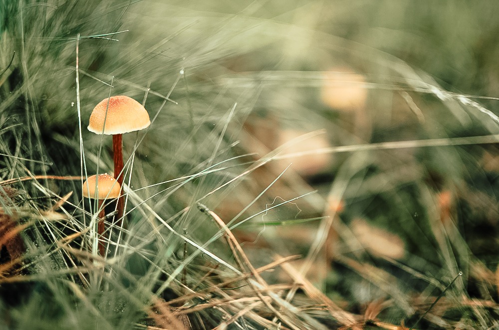 Pilze entdecken - Nahaufnahme. integreen.events, (c)seelenherzfotografie