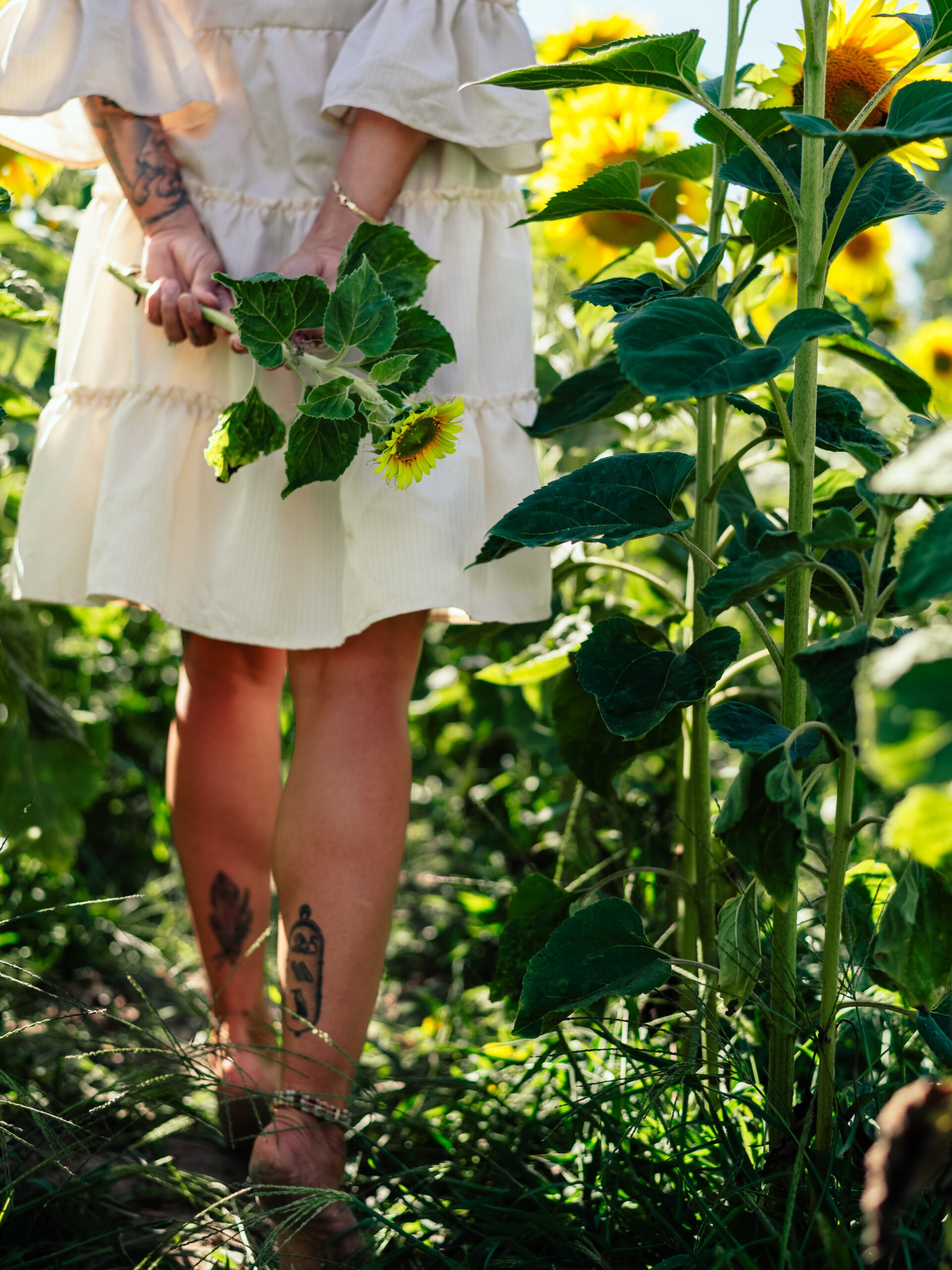 Barfuß durch das Sonnenblumenfeld gehen, mit weißem Kleid und Blume in der Hand (c)seelenherzfotografie