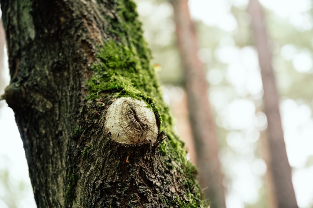 Jeder Baum ist ein Unikat. Man muss nur genau hinschauen und die Welt mit Kinderaugen neu entdecken. (c)seelenherzfotografie
